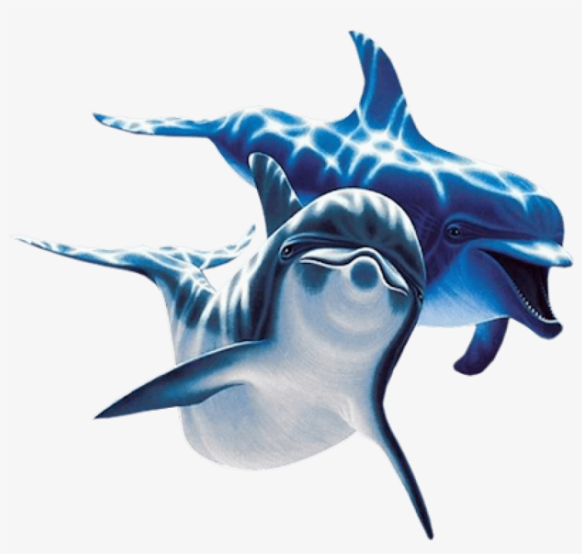 Dolphin Png Photos - Dolphin Png, transparent png download