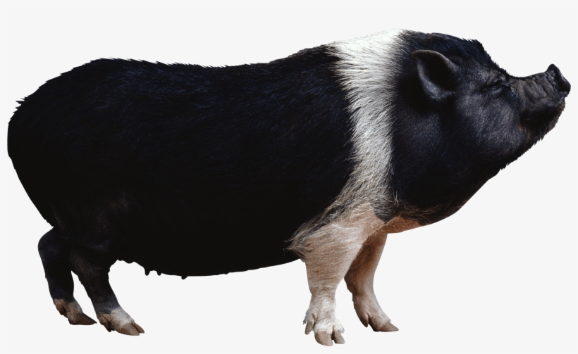 Clipart Pig Watercolor - Black Pig Png, transparent png download