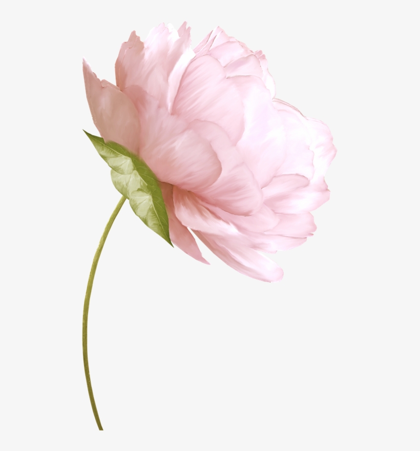 No Pin Limits At My Gardening Boards - Сухой Цветок В Пнг, transparent png download