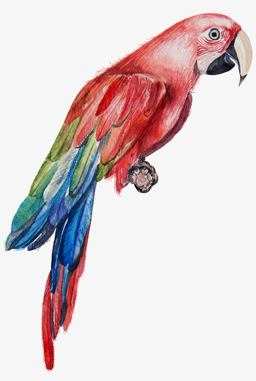 Bird, transparent png download
