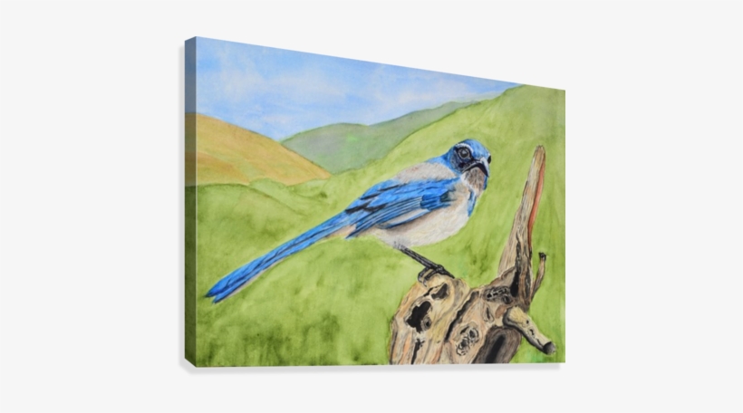 Blue Scrub Jay On Dead Tree Canvas Print - Blue Jay, transparent png download