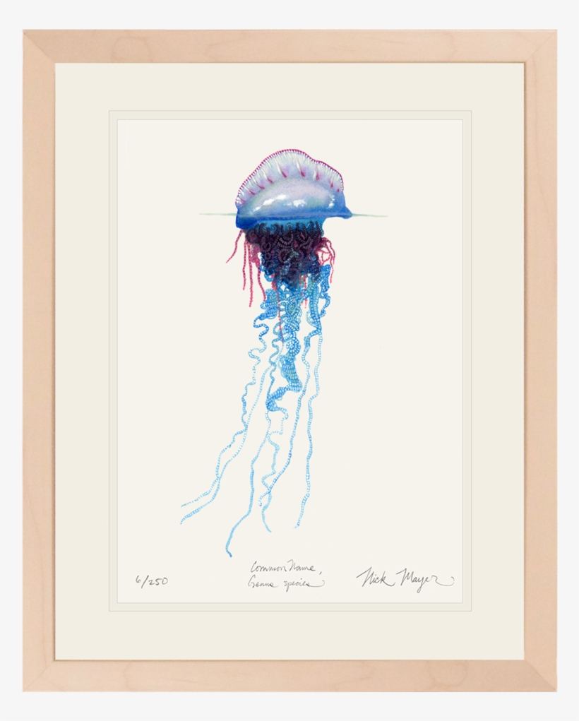 Portuguese Man O - Picture Frame, transparent png download