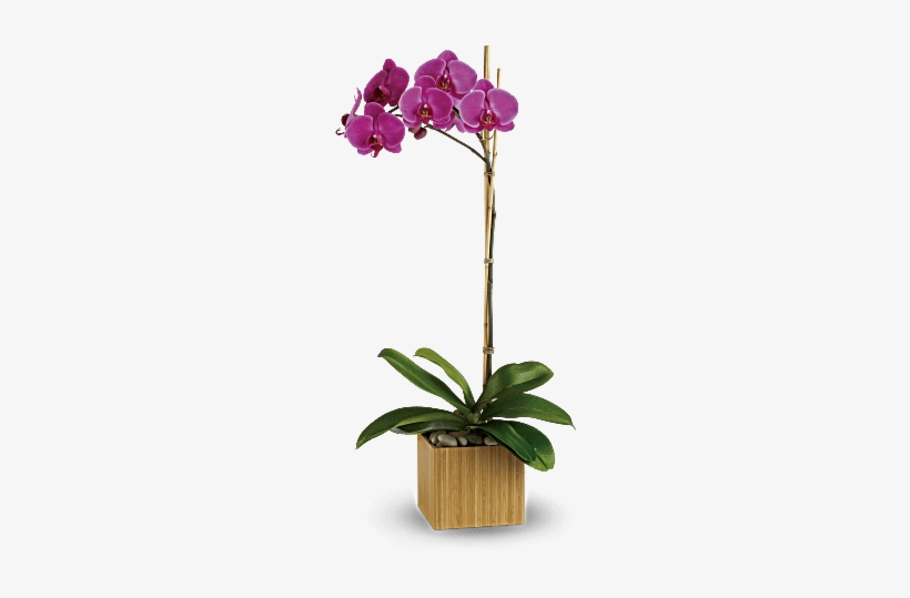 Opulent Orchids - Orchids In New Zealand, transparent png download