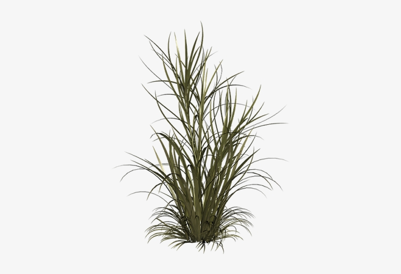 Grass Field Png Co Mi W Duszy - Tall Grass Transparent Background, transparent png download