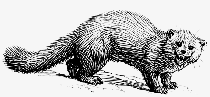European Pine Marten Wolverine Mink Download Mammal - Marder Ausmalbild, transparent png download