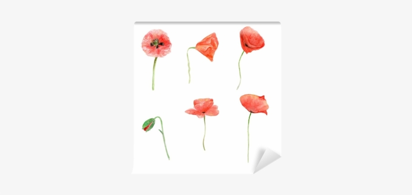 Red Poppy, Watercolor Flower Collection, Floral Hand - Papavero Acquerello, transparent png download