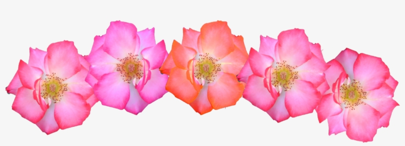 Pink Flowers Crown - Pink Flower Crown Png, transparent png download
