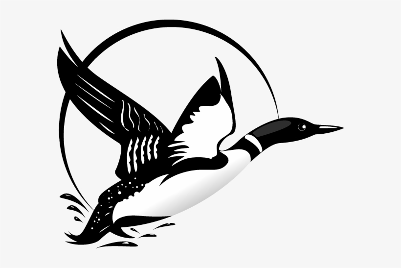 Flying Loon Drawing - Loon Clipart, transparent png download