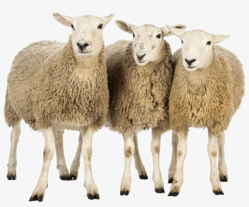 Animals - Sheep - Sheep Png, transparent png download