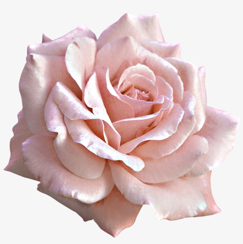 Large Rose Clipart Gallery - Yellow Rose Birthday Card, transparent png download