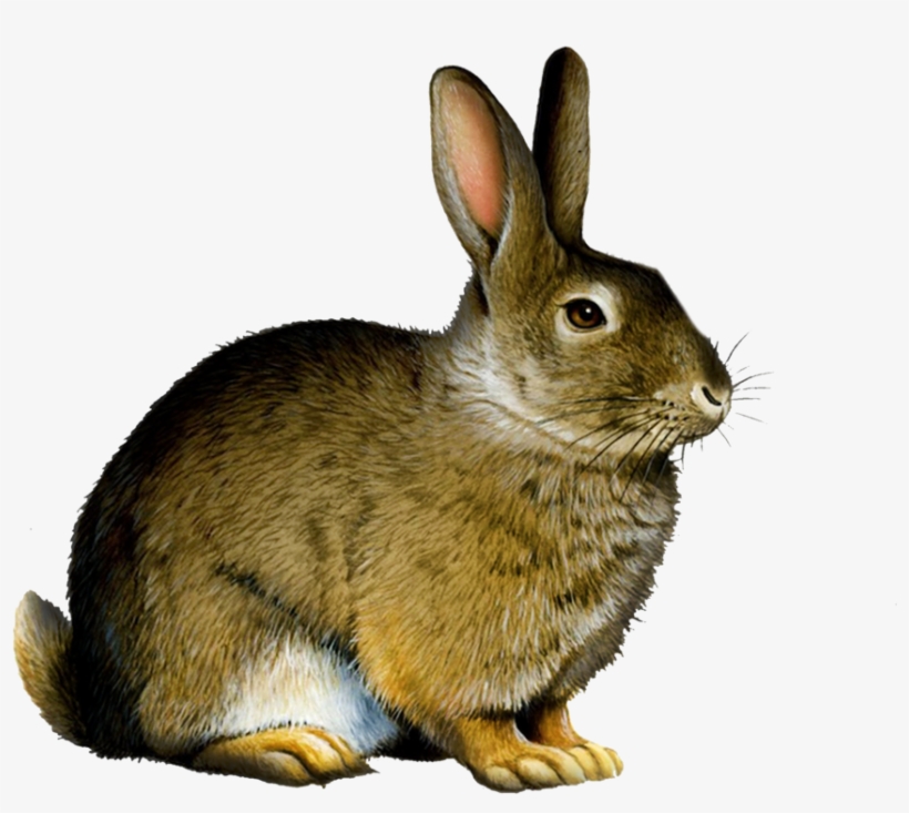 Transparent Animal Png - Rabbit Png, transparent png download
