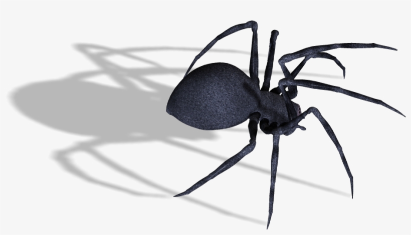 Black Widow Spider Png Image - Black Widow Spider Transparent, transparent png download