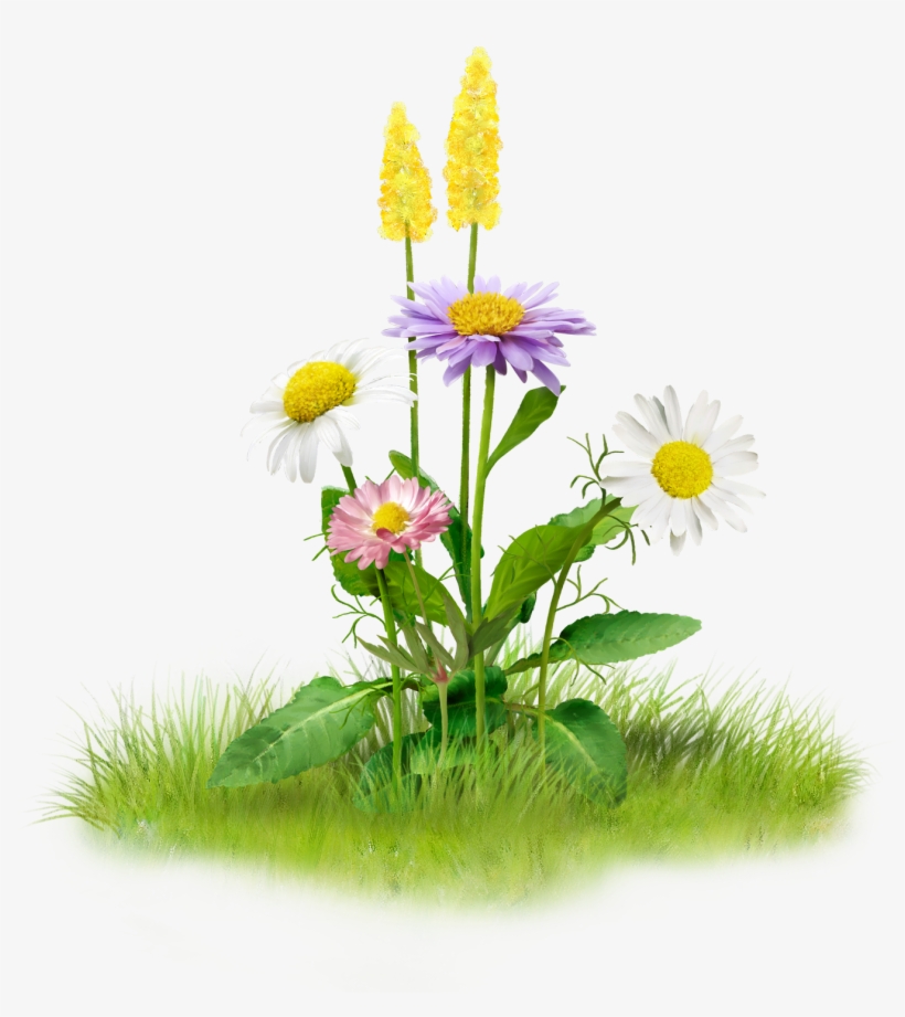 Nature Png Image - Nature Png, transparent png download