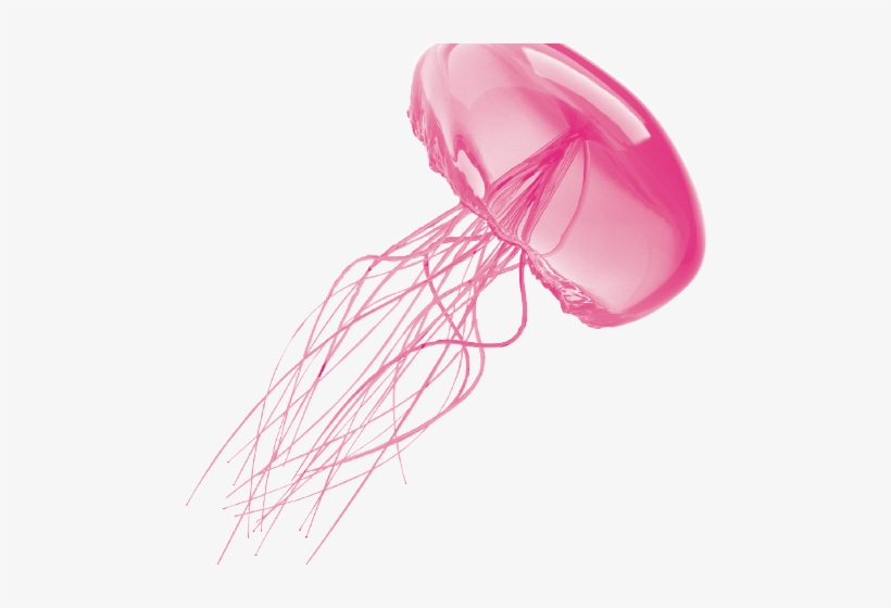 Transparent Background Jellyfish Png, transparent png download