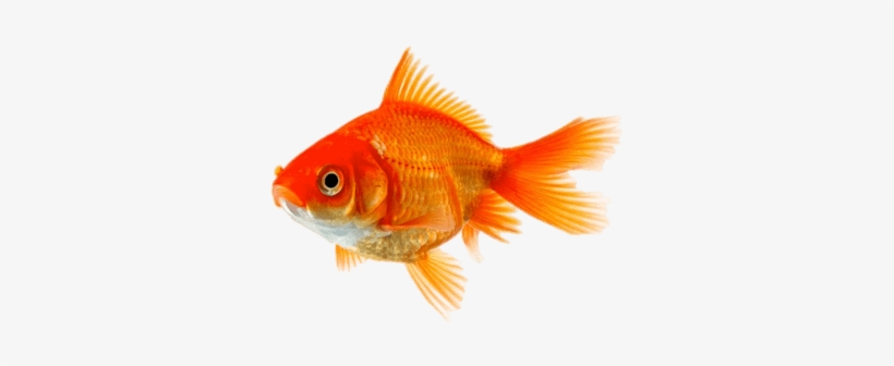 Single Goldfish - Gold Fish, transparent png download