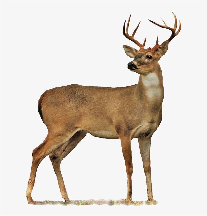 Deer Png Image - Deer Png, transparent png download