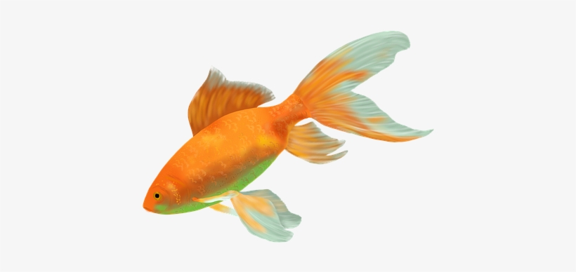 Goldfish Fish Gold Water Cichlid Animal Fa - Goldfish, transparent png download