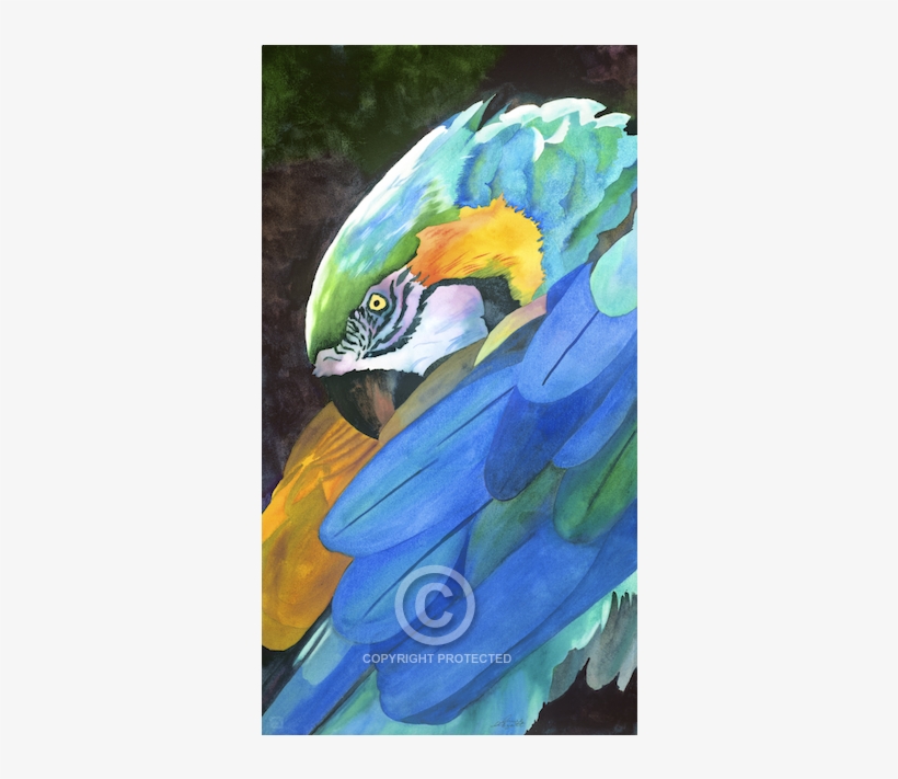 World Renowned And Award Winning Watercolor Artist - Macaw, transparent png download