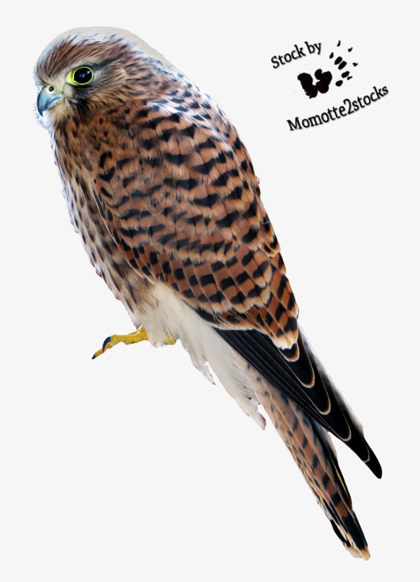 Onri The Fluffbeak By K E S T R E L - Kestrel Png, transparent png download