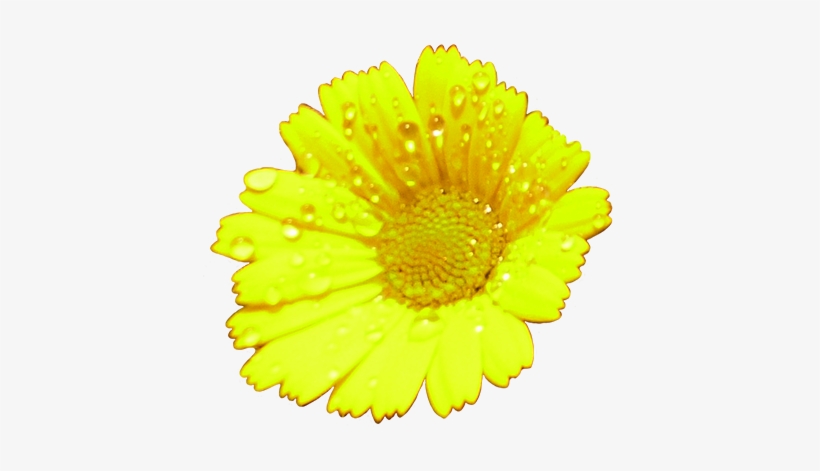 Carnation Flower Red - Yellow, transparent png download
