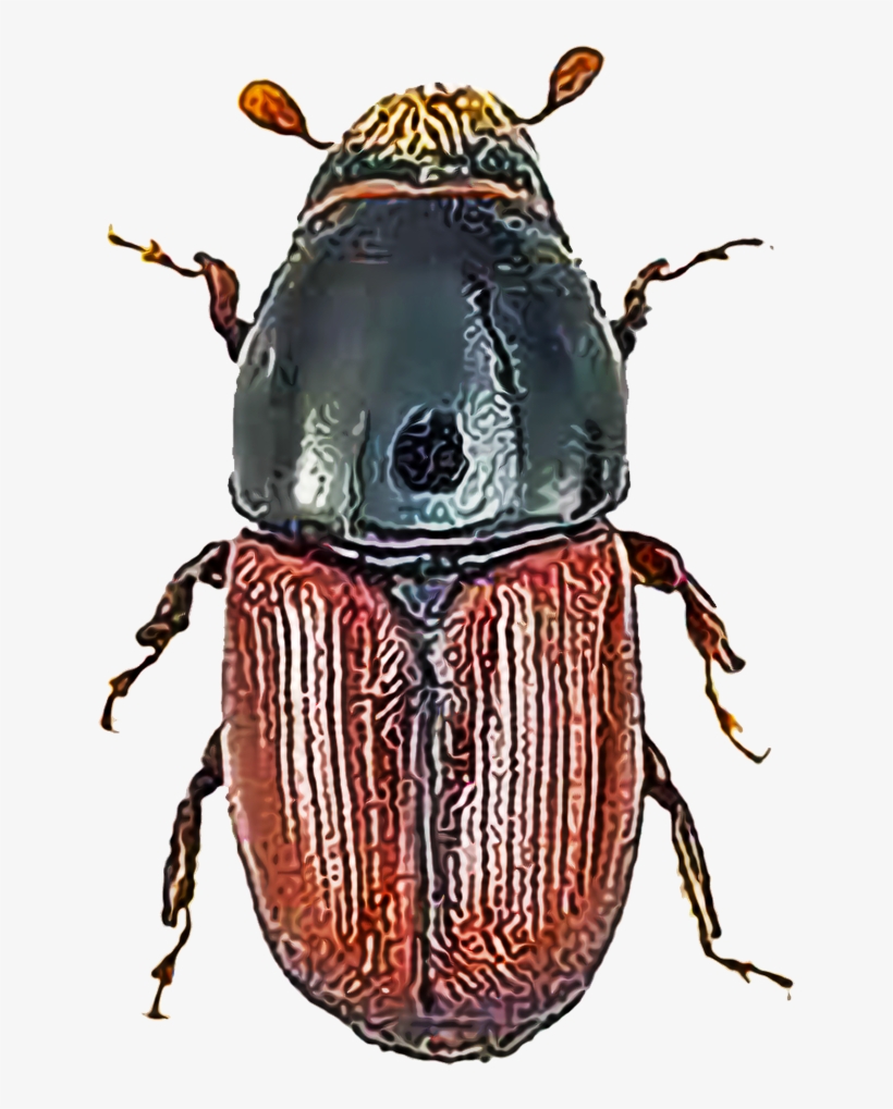 Several Species Of Elm Bark Beetles Cause Damage To - Beetles Of Britain And Ireland [book], transparent png download