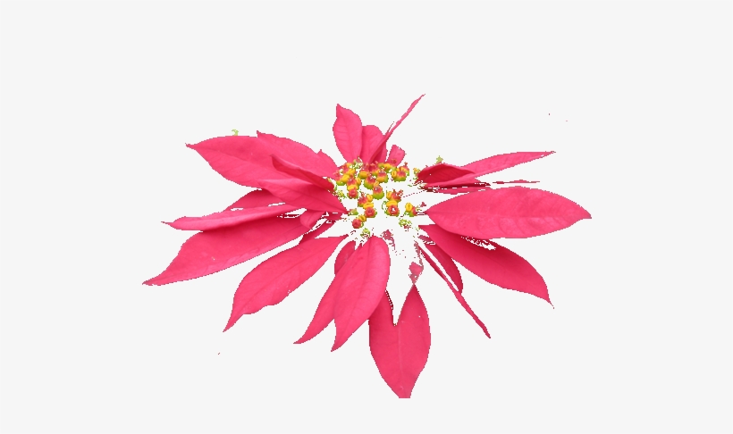 Base Images - Poinsettia, transparent png download