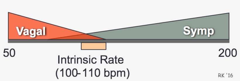 Autonomic Control Of Heart Rate - Vagal Tone Heart Rate, transparent png download