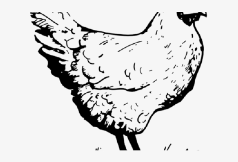 Drawn Chicken Chook - Hen Images Clip Art, transparent png download