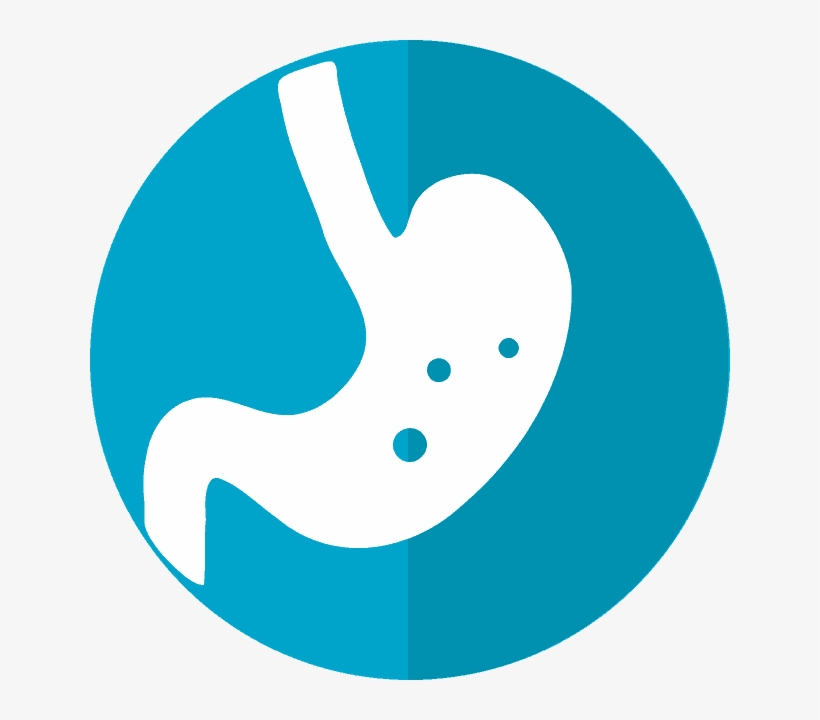 Stomach Icon 2316627 480 - Dạ Dày Icon, transparent png download