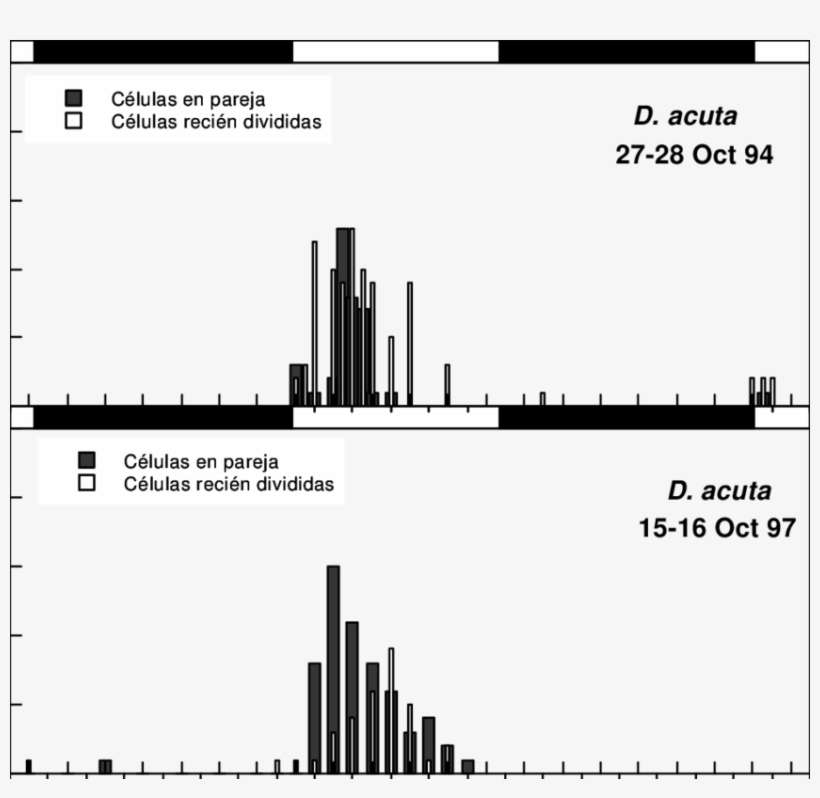 Patrones De División De D, transparent png download