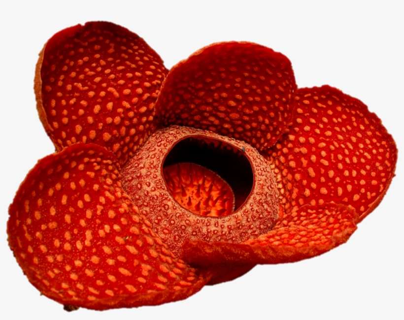 รูปภาพ9, transparent png download