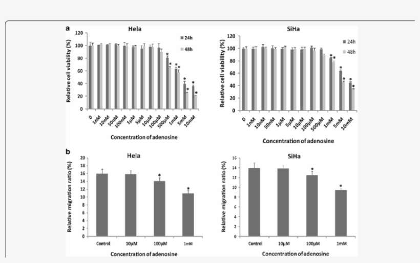 The Effect Of Extracellular Adenosine On Cells Proliferation, transparent png download