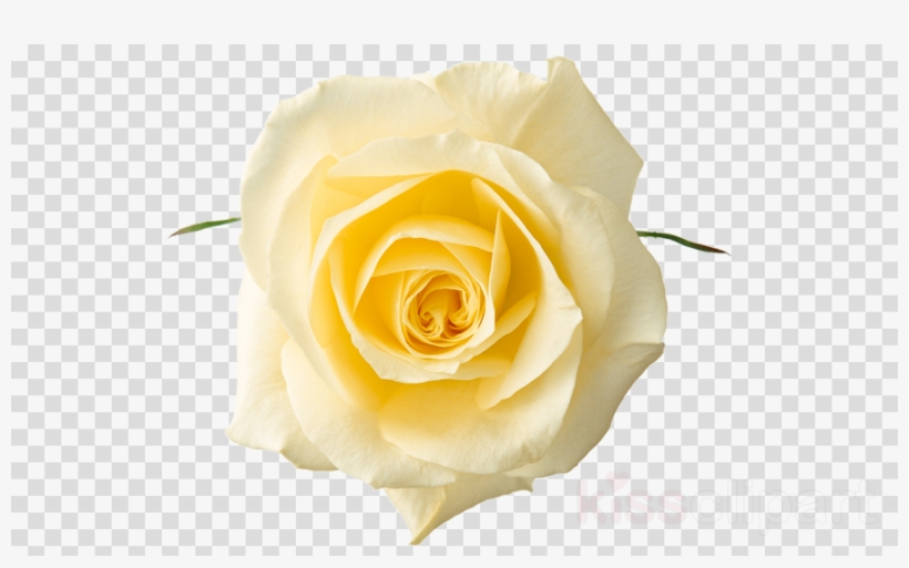 Yellow Rose Png Clipart Rose Clip Art, transparent png download