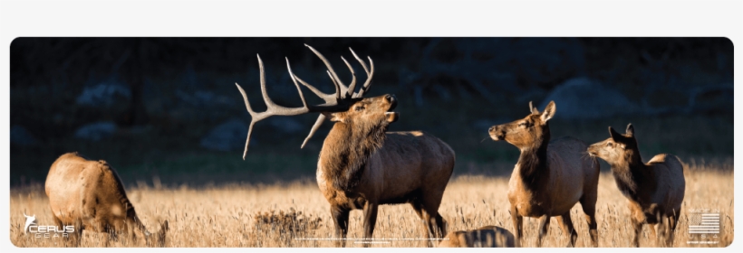 Bull Elk With Herd Magnum Xxl Promat, transparent png download