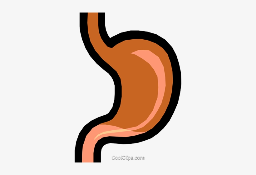 Stomach Royalty Free Vector Clip Art Illustration - Stomach Clipart, transparent png download