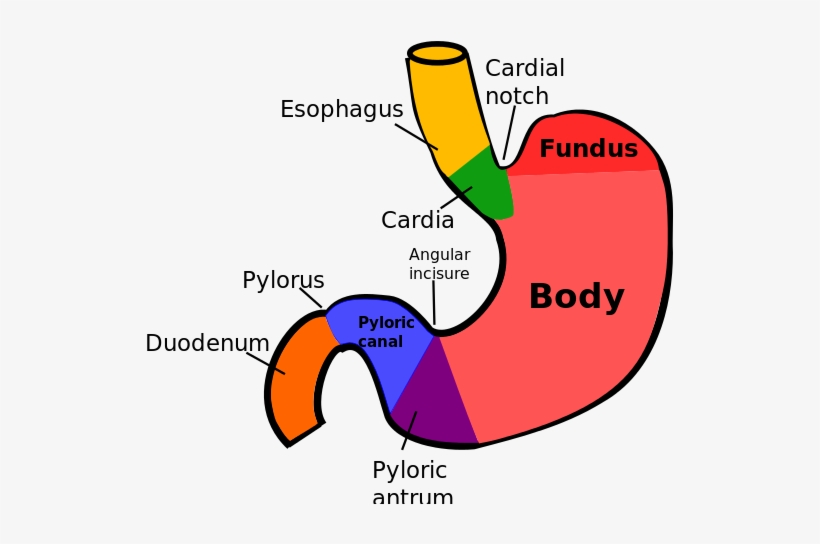 600px-regions Of Stomach - Regions Of Stomach, transparent png download
