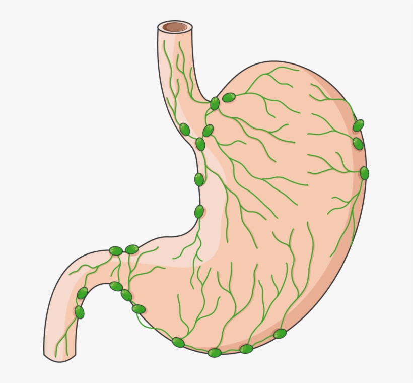 Lymphatic System Of The Stomach - Lymphatique De L Estomac, transparent png download
