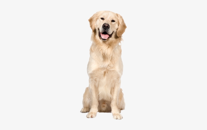 Dog Trainers Bradenton - Golden Retriever Png, transparent png download