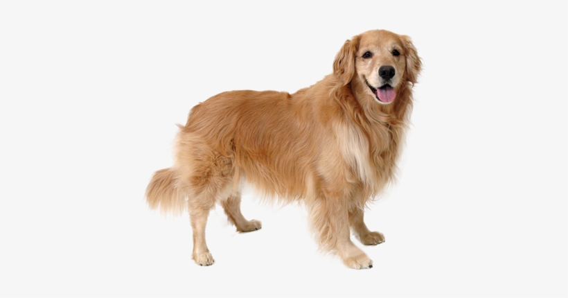 Golden Retriever - Image - Cafepress Square Car Magnet 3 X Magnetic Bumper Sticker, transparent png download