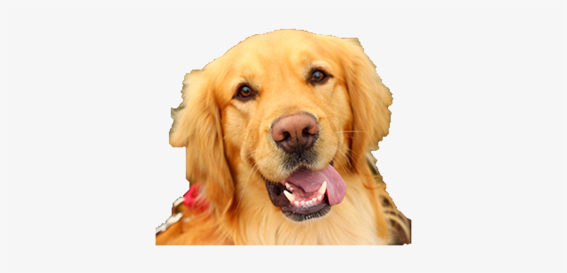 Rescued Golden Retriever - Golden Retriever Face Png, transparent png download