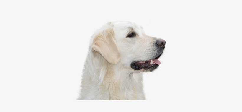 Free Photo Golden Retriever Hundeportrait Animal Pet - Dog, transparent png download