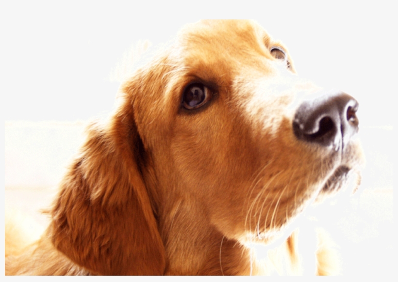 Golden Retriever-cancer - New Dog Never Replaces An Old Dog, transparent png download