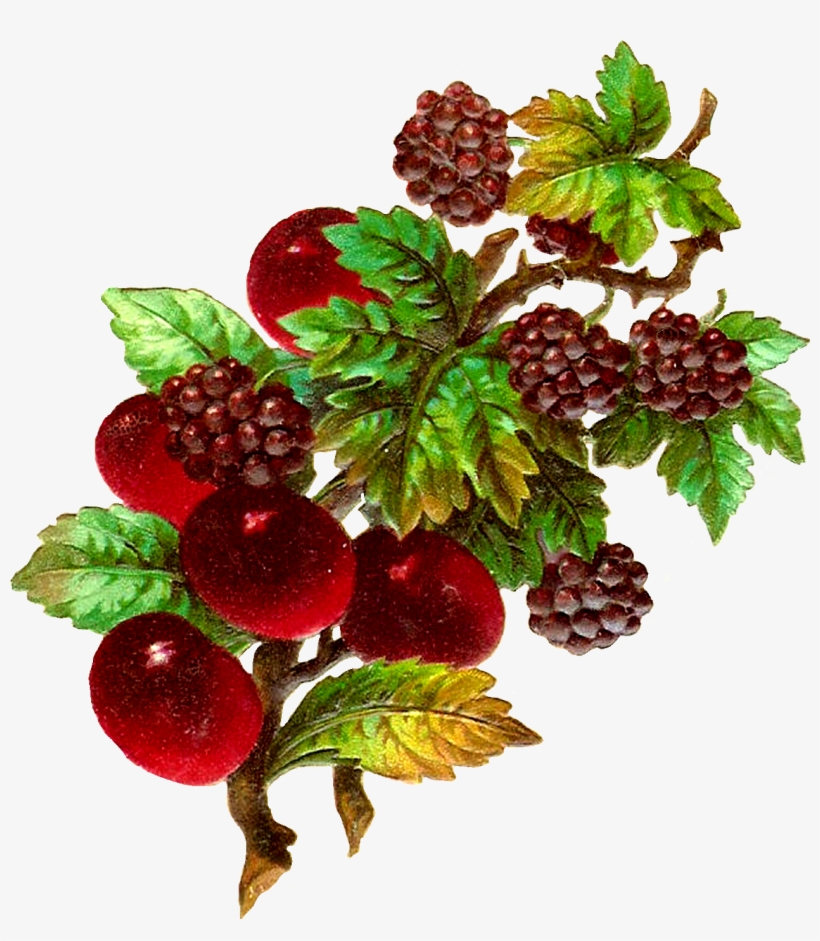 Raspberry Clipart Vintage - Vintage Fruit Clip Art, transparent png download