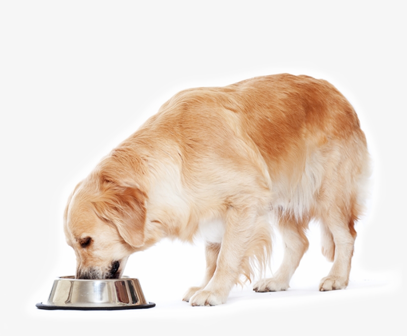 Golden Retrievers Have A Big Appetite - Chien Mange, transparent png download