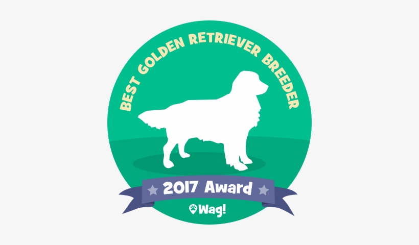 Royal Canin Golden Retriever Puppy - Wag, transparent png download