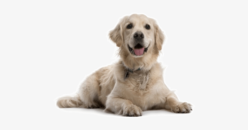 Looking For A Golden Retriever Puppy Or Dog In British - Gpet 4-5 Inch Rawhide Dog Bones, 5 Count, transparent png download