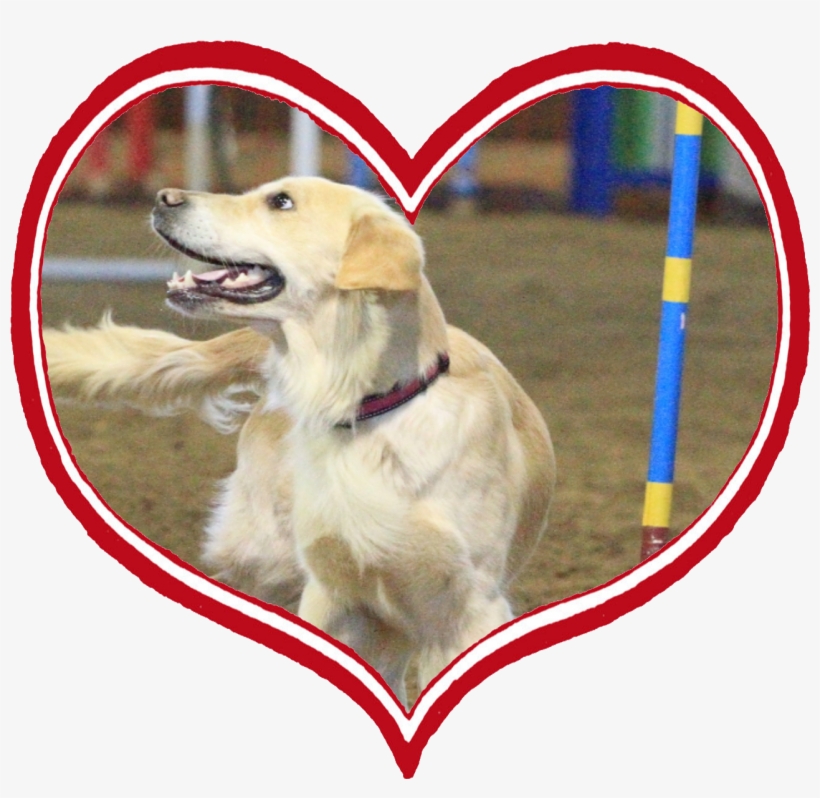 Ht55 - Golden Retriever, transparent png download