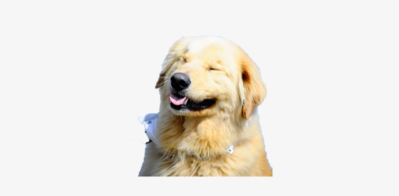 Golden Retriever Transparent - Small Golden Retriever Transparent, transparent png download