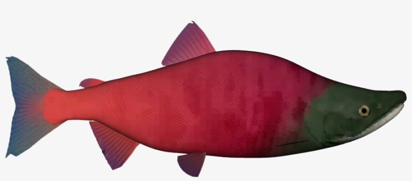 Sockeye Salmon, transparent png download