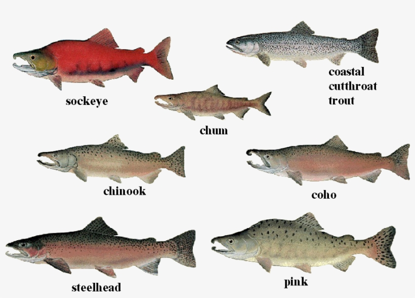 Salmon 01 Transparent - 7 Pacific Salmon Species, transparent png download